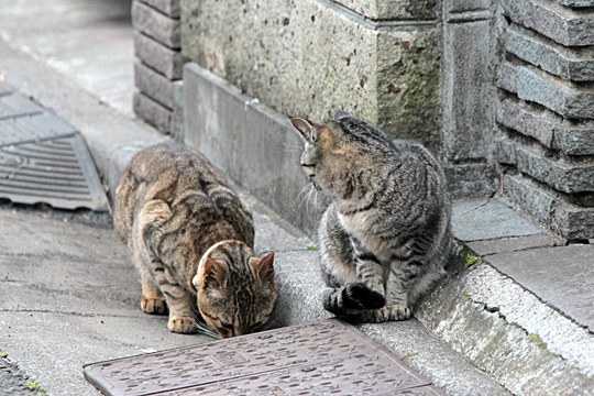 街のねこたち