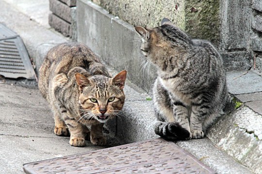 街のねこたち