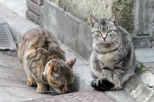 街のねこたち