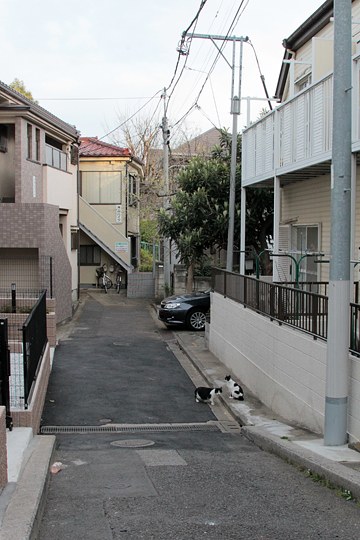 街のねこたち