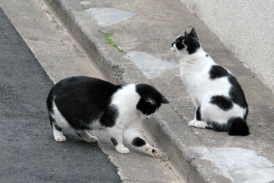 街のねこたち