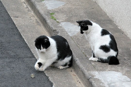 街のねこたち