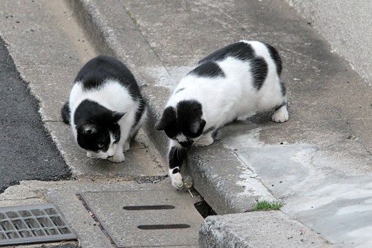 街のねこたち