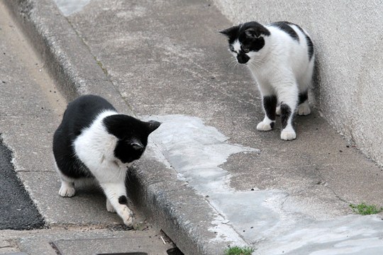 街のねこたち