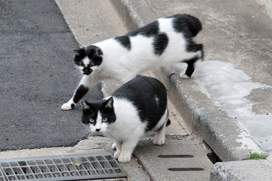 街のねこたち