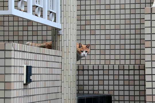 街のねこたち