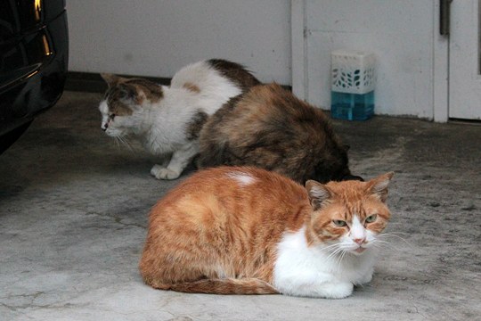 街のねこたち