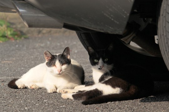 街のねこたち