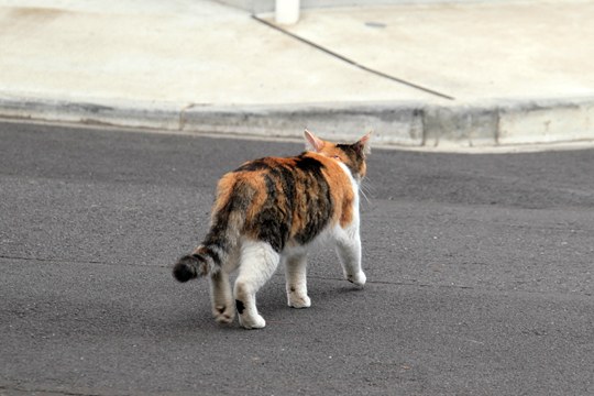 街のねこたち