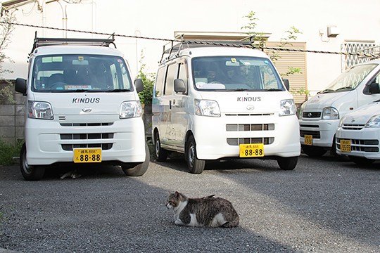 街のねこたち