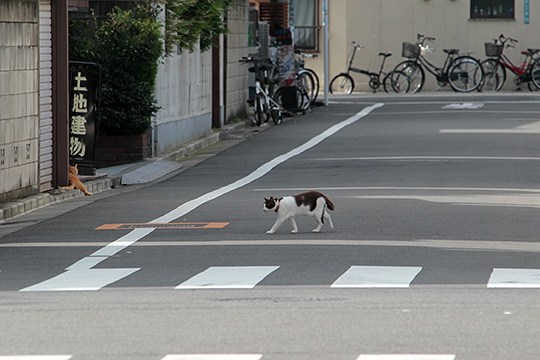 街のねこたち