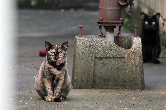 街のねこたち