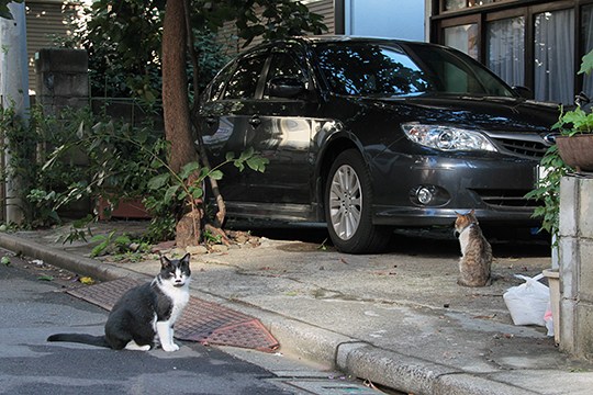 街のねこたち