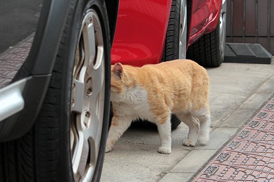 街のねこたち