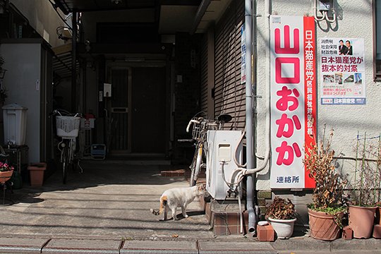 街のねこたち
