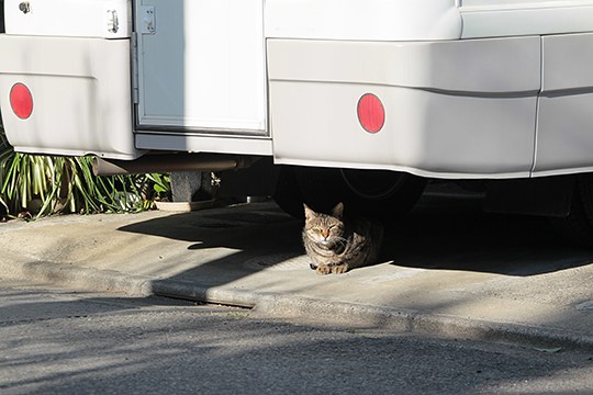 街のねこたち