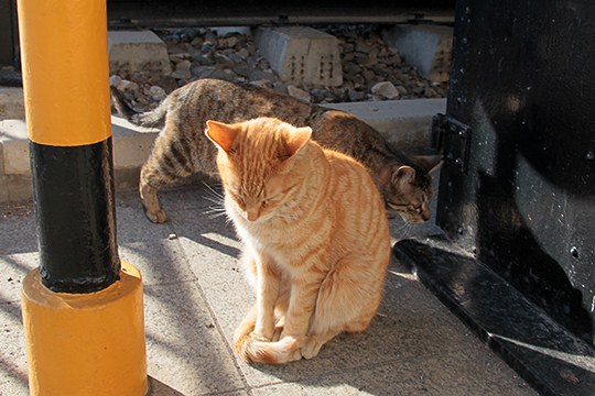 街のねこたち