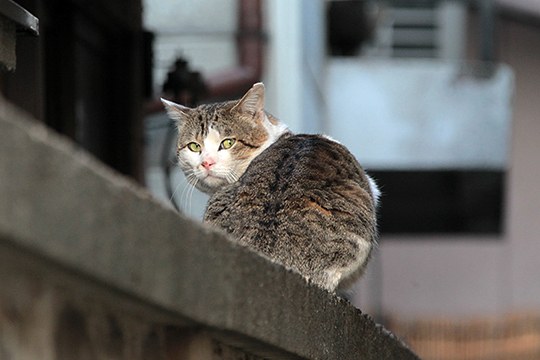 街のねこたち