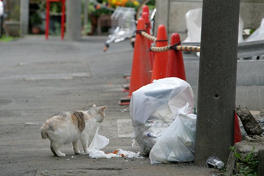 街のねこたち