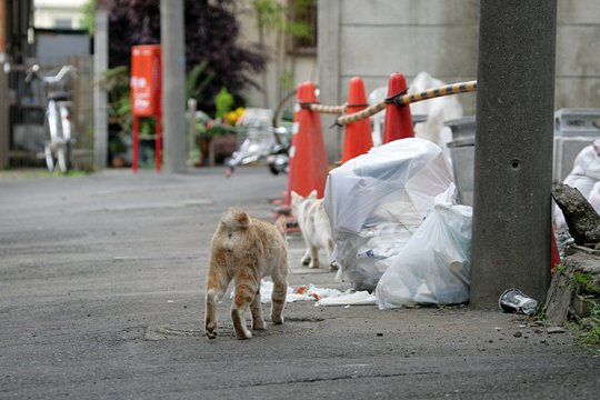 街のねこたち