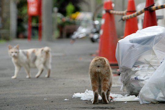 街のねこたち