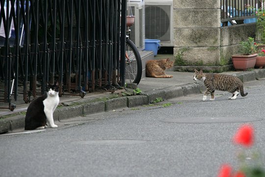 街のねこたち