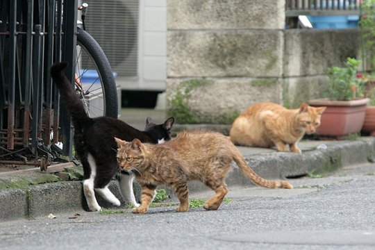 街のねこたち