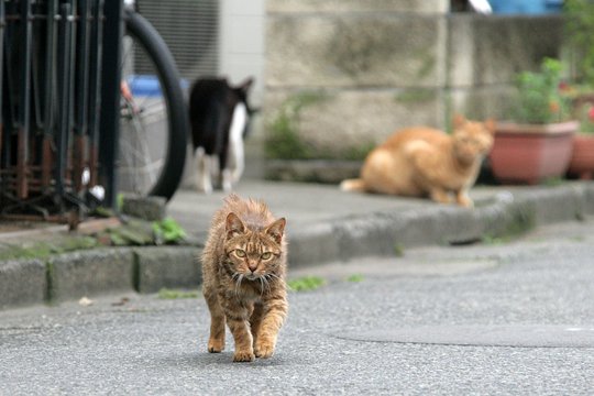 街のねこたち