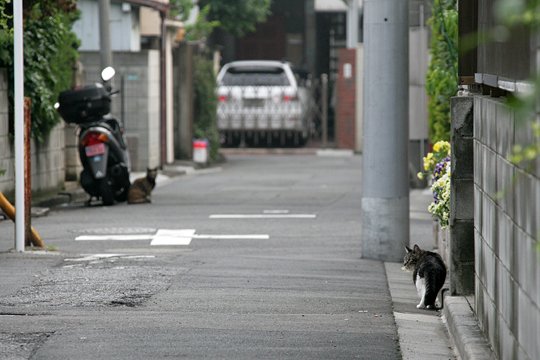 街のねこたち