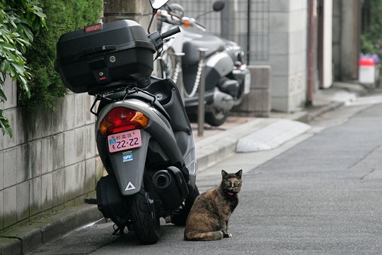 街のねこたち