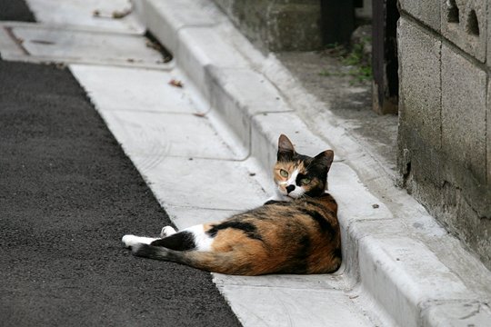 街のねこたち