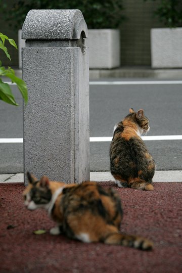 街のねこたち
