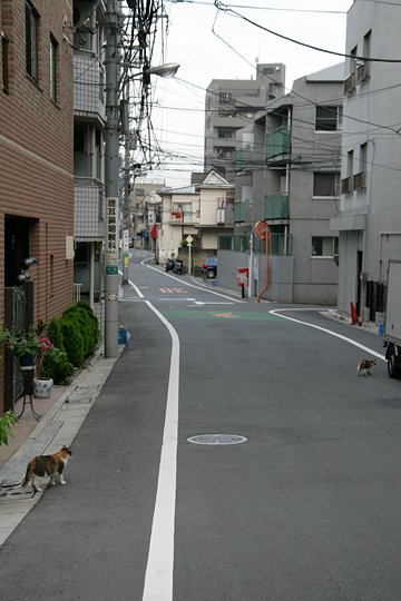 街のねこたち