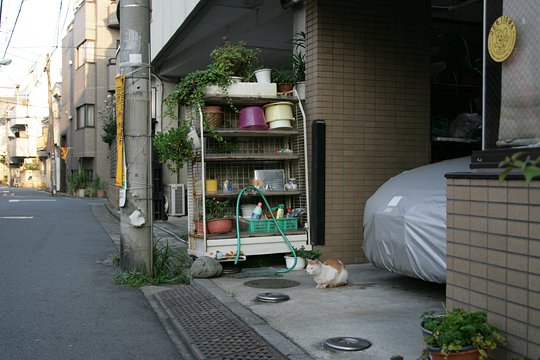 街のねこたち