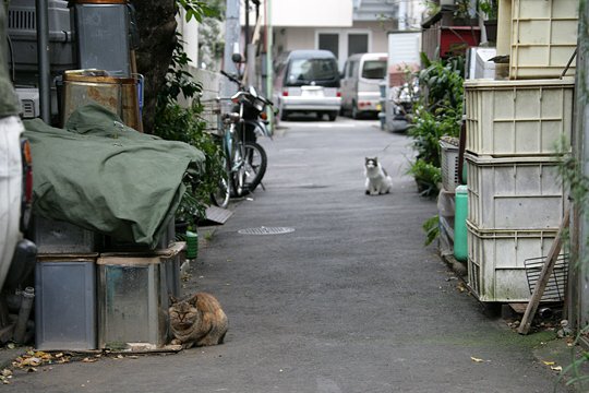 街のねこたち