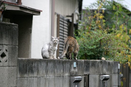 街のねこたち