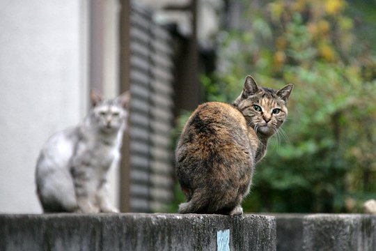 街のねこたち