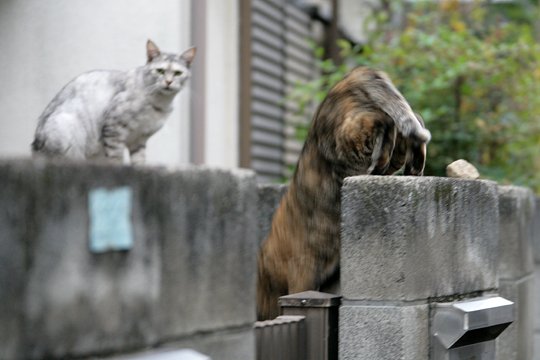 街のねこたち