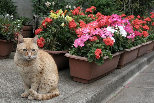 街のねこたち