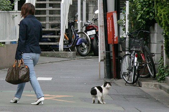 街のねこたち