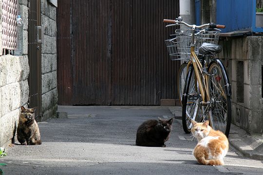 街のねこたち