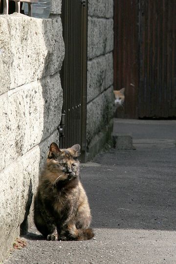 街のねこたち