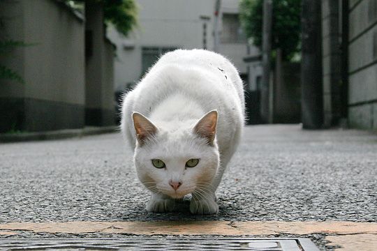 街のねこたち