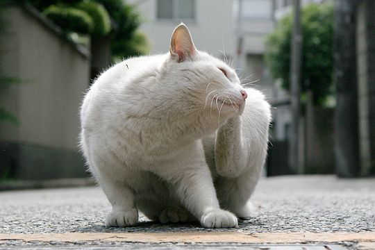 街のねこたち