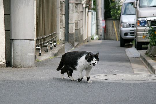 街のねこたち