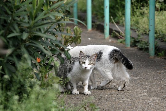 街のねこたち