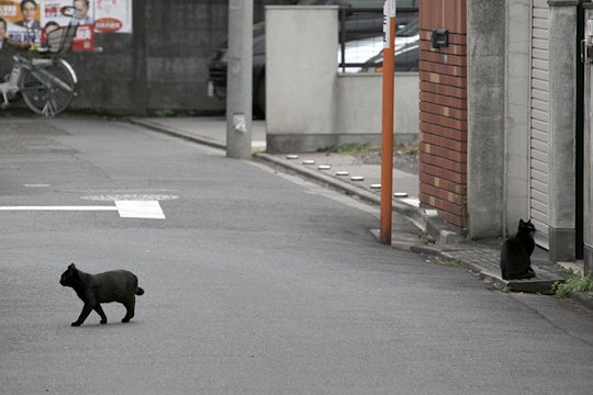 街のねこたち