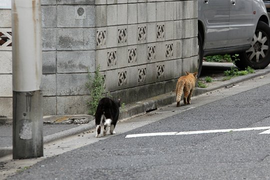 街のねこたち