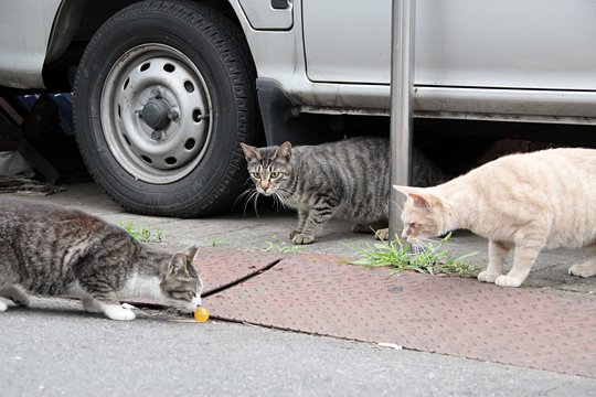 街のねこたち