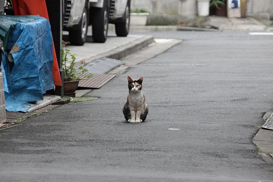 街のねこたち